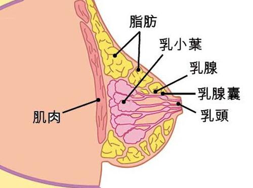 关于乳房的10个有趣知识