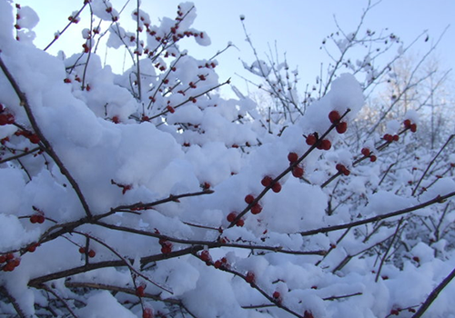 小雪节气养生吃什么