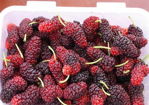 桑葚哺乳期可以吃吗 哺乳期吃桑葚会回奶吗