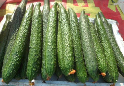 黄瓜怎么做才好吃 家常炒黄瓜怎么做好吃