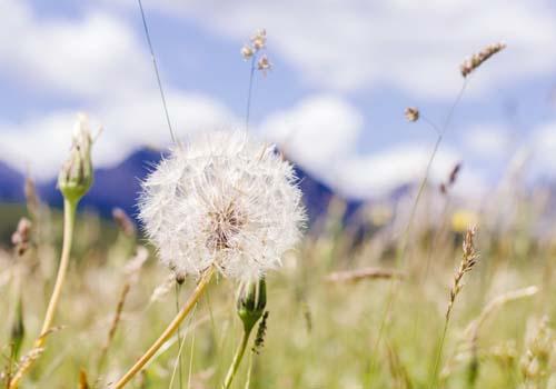 蒲公英能治痘痘吗 内服外敷都有用