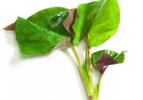 鱼腥草治痔疮效果好吗 鱼腥草治痔疮的方法