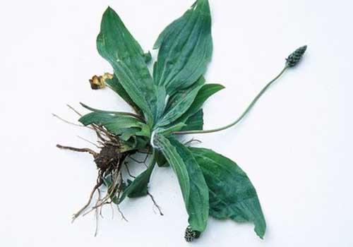 车前草可以治肾结石吗 车前草对肾结石有效吗