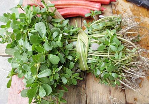 马齿苋怎么治痔疮 怎么治痔疮最快有简单