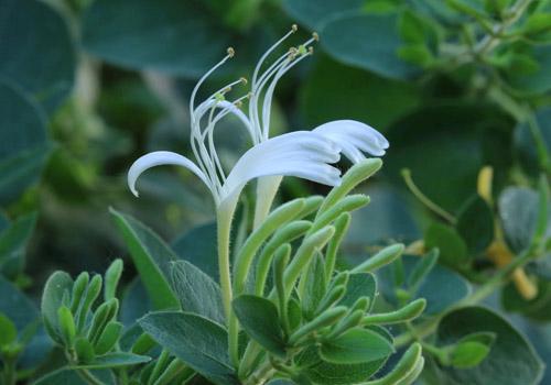 金银花洗脸有什么好处 用金银花洗脸居然有意想不到的好处