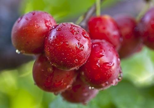 抽血后吃什么水果补血 这8种水果助你快速恢复元气