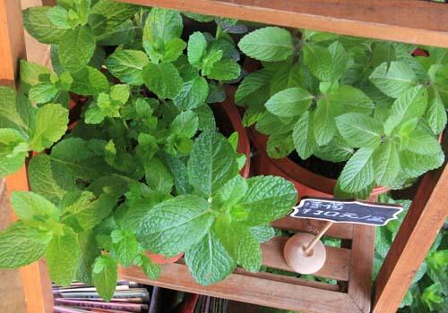 薄荷叶泡水能去痘痘吗 薄荷泡水竟有如此神奇的效果