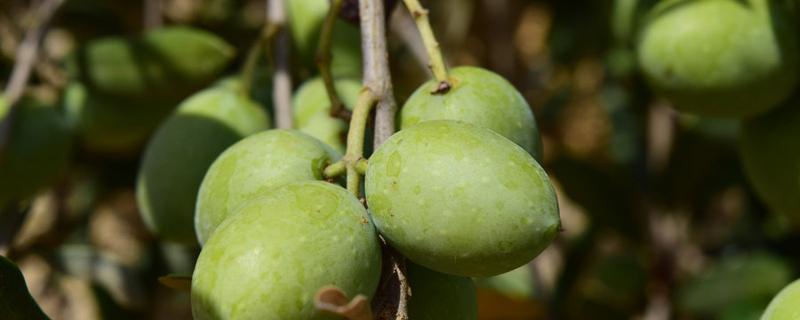 橄榄怎么做好吃 新鲜橄榄怎么腌制好吃