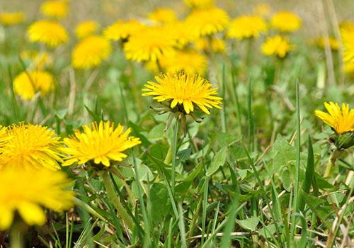 蒲公英泡水喝能祛痘吗
