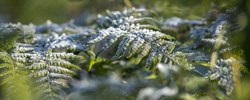 小雪代表什么寓意 小雪节气适宜吃什么