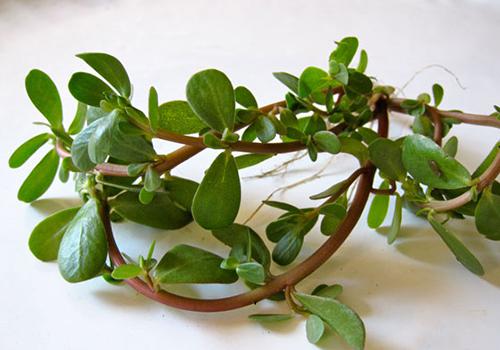 马齿苋可以治湿疹吗