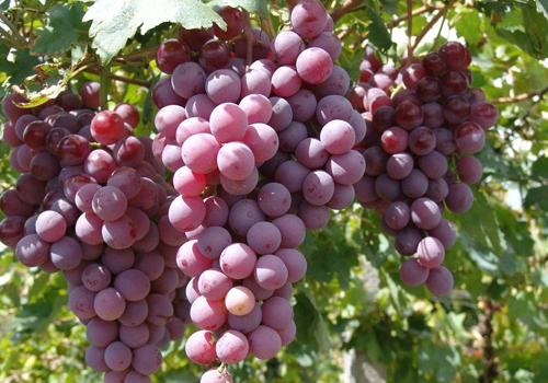 孕妇吃葡萄能吃皮吗 孕妇吃葡萄要注意什么