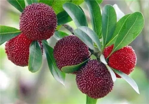 孕妇能吃杨梅吗 杨梅怎么吃才健康