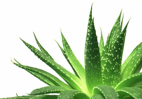 芦荟的营养价值