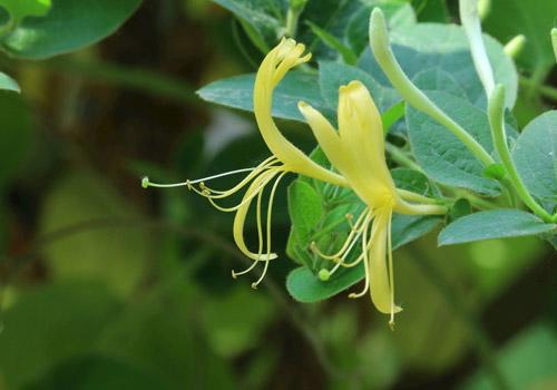 金银花洗脸可以祛痘吗 金银花居然有这么神奇的作用