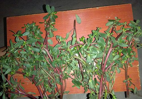 马齿苋吃多了会怎样 马齿苋的副作用有哪些