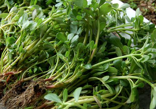 吃马齿苋能降血糖吗 糖尿病人吃马齿苋的好处