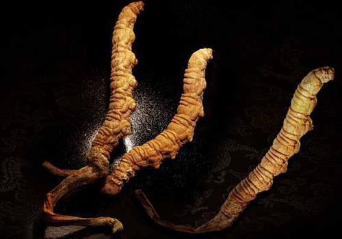 冬虫夏草的营养价值