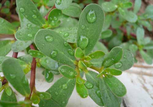 马齿苋吃了拉肚子吗 马齿苋是寒性的吗