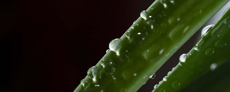 新鲜芦荟擦脸坚持一个月功效 新鲜芦荟擦脸要不要洗