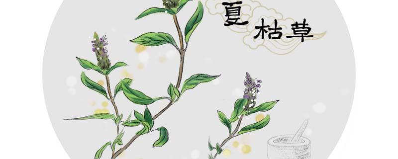 夏枯草来姨妈可以喝吗 夏枯草真的能治结节吗