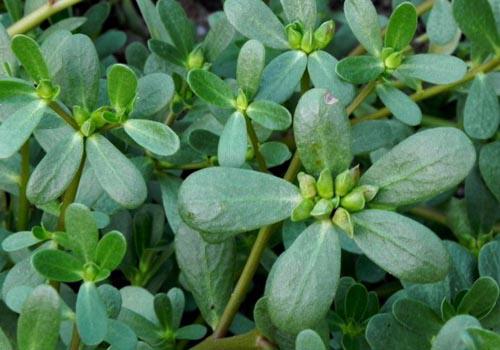 马齿苋能治婴儿腹泻吗 怎么吃？吃多少？