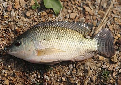 前列腺炎可以吃鱼吗 前列腺炎鱼肉食疗