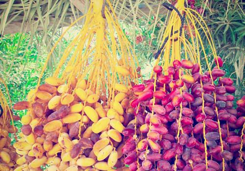 无籽葡萄孕妇能吃吗