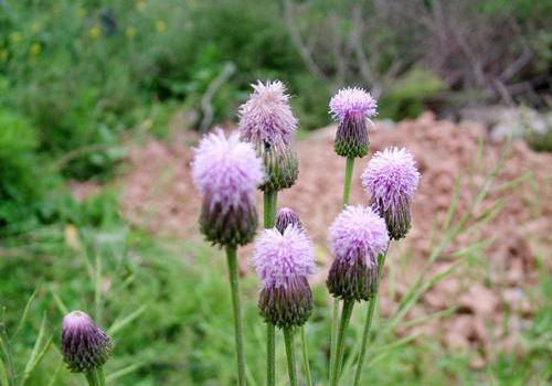 小蓟的营养价值