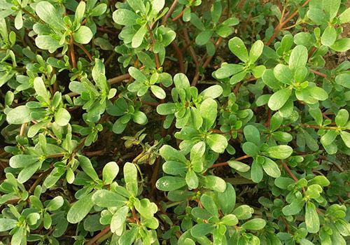 马齿苋泡水喝有这6个好处 马齿苋可不可以长期喝