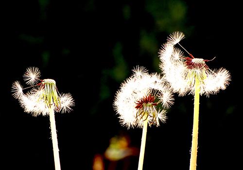 蒲公英可以用来洗脸吗 蒲公英水洗脸有什么用