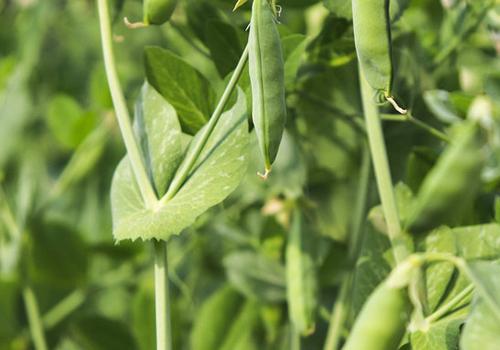 豌豆没炒熟有毒吗 豌豆有啥营养价值