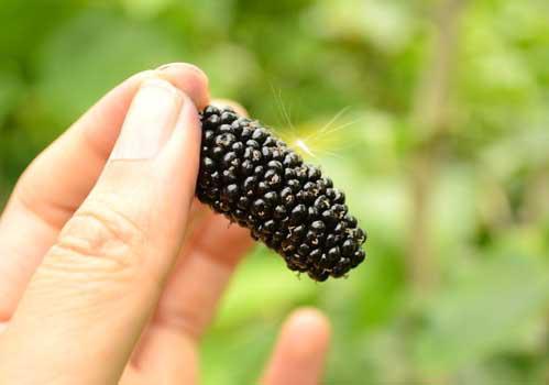 长期吃桑葚能乌发吗 吃多少?怎么吃?