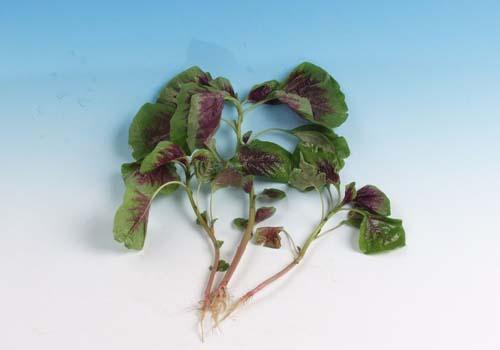 吃什么蔬菜补血效果最好 这些蔬菜的补血功效好