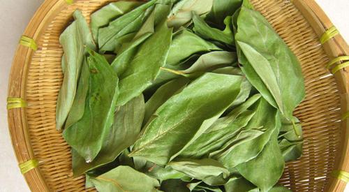 柿子叶怎么去斑 柿子叶祛斑效果好吗