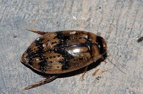 中医祛斑内调方法