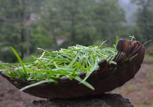 女人吃韭菜的好处 好处虽多但不可与它们同食
