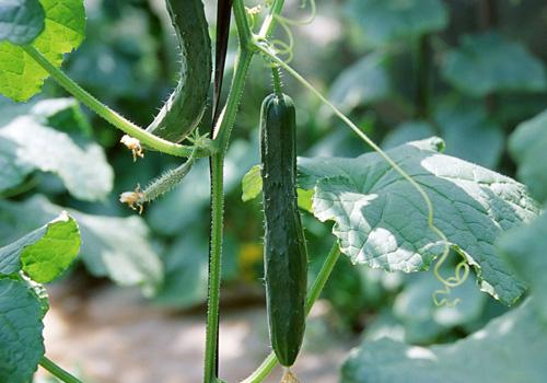 黄瓜吃多了有什么坏处 黄瓜吃多了会胖吗