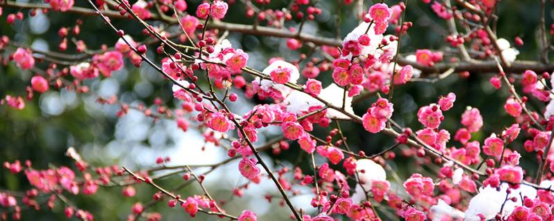 腊梅花茶有什么功效 腊梅花茶有什么禁忌