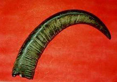 水牛角的营养价值