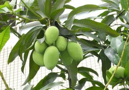 青芒果的营养价值