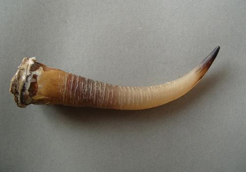 羚羊角的营养价值