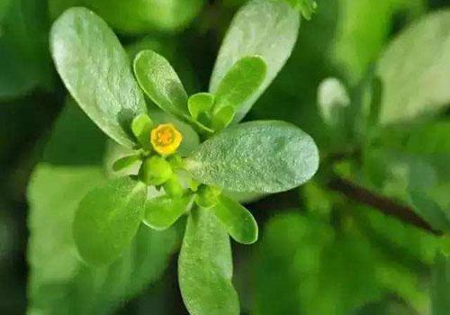 马齿苋对什么病最有效 平凡的野草竟有奇佳的疗效
