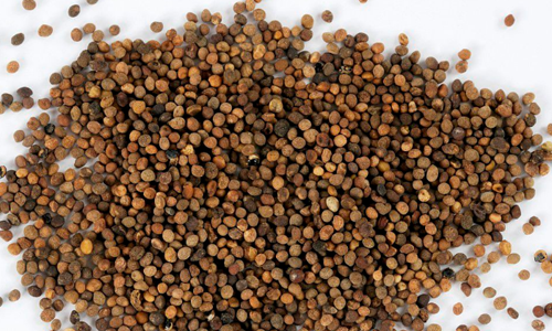 菟丝子的营养价值