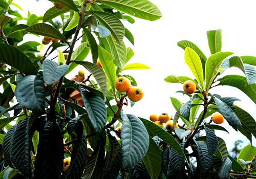 润喉的水果 下火润喉的水果