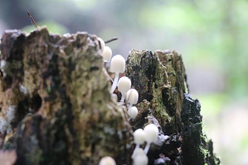 菌类食物中毒怎么办（吃菌中毒如何处理）