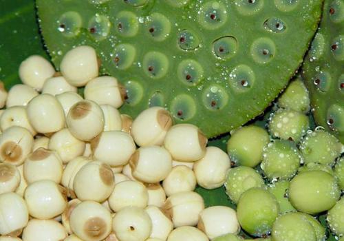 新鲜莲子小孩能吃吗 好吃可别贪吃哦!