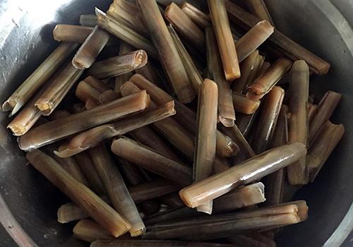 抓蛏子为什么用盐（抓蛏子为什么要用盐）