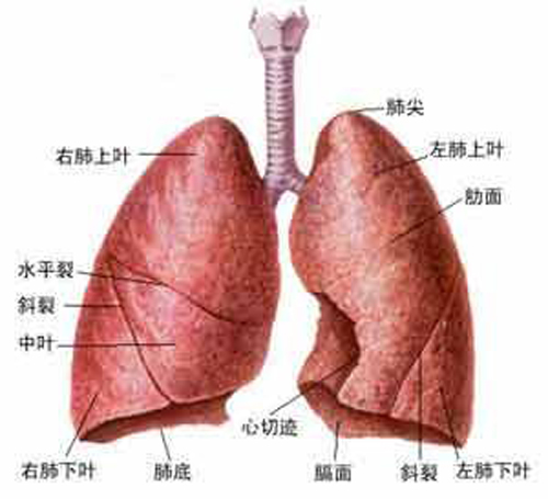 肺部小结节是什么 肺部小结节是什么意思需不需治疗