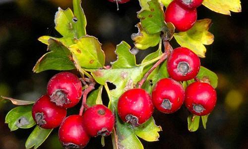 山楂泡水可以长期喝吗 山楂泡水适量喝更好！